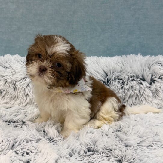 Shih Tzu-DOG-Female-Red and White-10387-Petland Pensacola, Florida