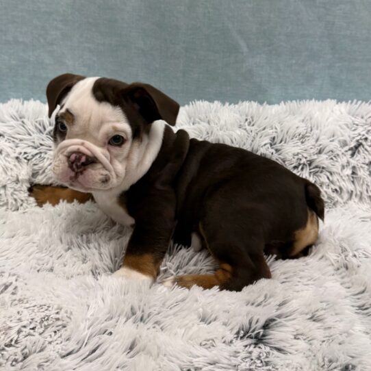 Beabull-DOG-Male-Chocolate-10392-Petland Pensacola, Florida