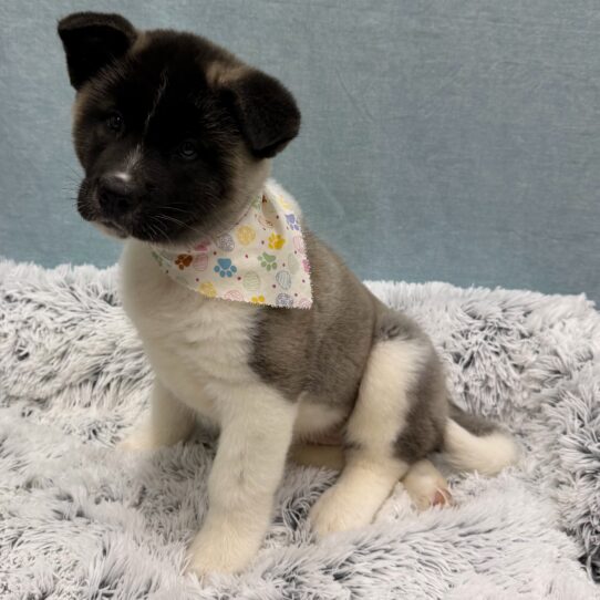Akita-DOG-Female-Fawn-10391-Petland Pensacola, Florida