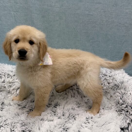 Golden Retriever-DOG-Female-Light Golden-10390-Petland Pensacola, Florida