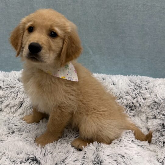 Golden Retriever-DOG-Male-Golden-10389-Petland Pensacola, Florida