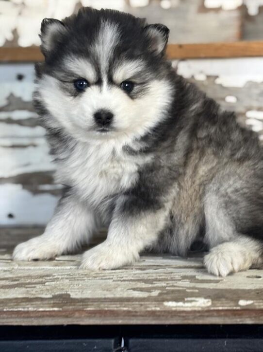 Pomsky-DOG-Female-Black / White-10404-Petland Pensacola, Florida