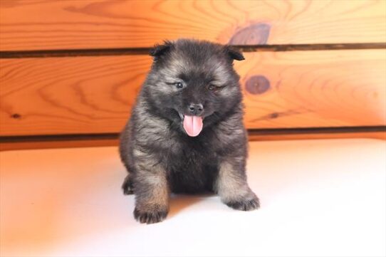 Keeshond-DOG-Male-Silver / Black-10405-Petland Pensacola, Florida