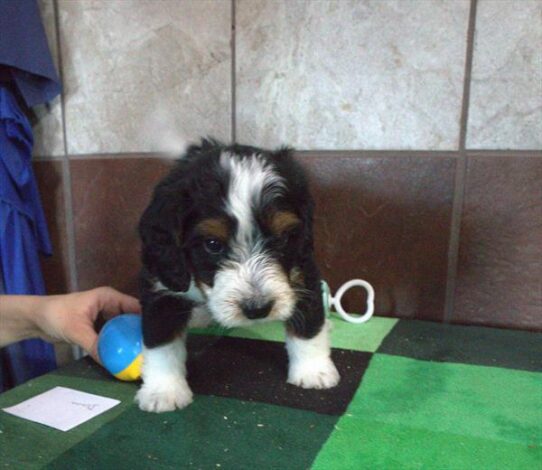 Mini Bernedoodle-DOG-Male-Black-10406-Petland Pensacola, Florida