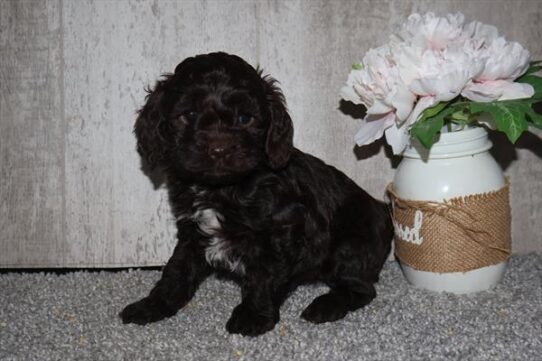 Cockapoo-DOG-Female-Chocolate-10408-Petland Pensacola, Florida