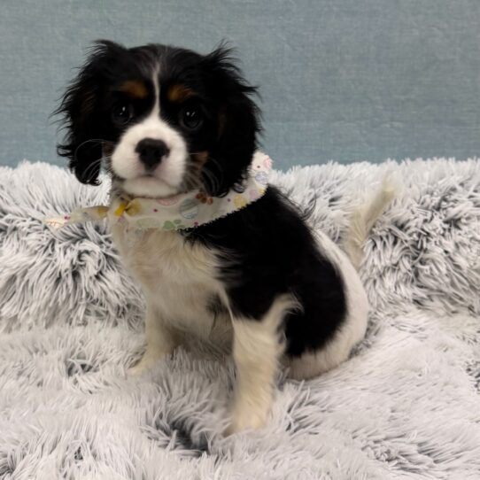 Cavalier King Charles Spaniel-DOG-Female-Tri-Colored-10407-Petland Pensacola, Florida