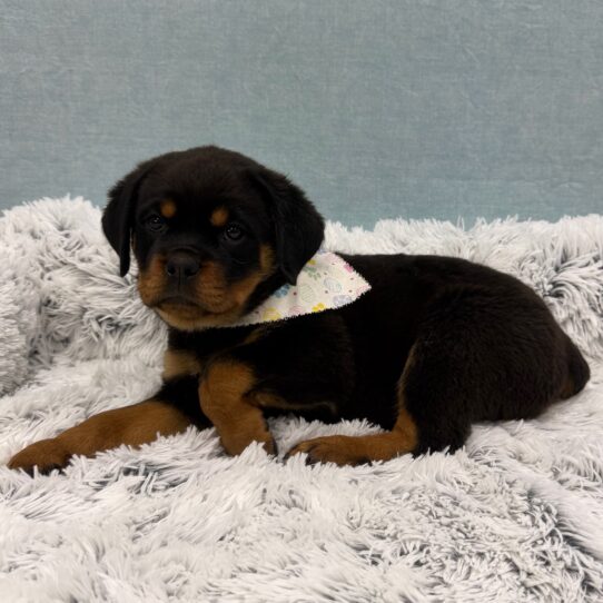 Rottweiler-DOG-Female-Black / Tan-10403-Petland Pensacola, Florida