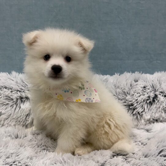 American Eskimo Dog-DOG-Male-White-10409-Petland Pensacola, Florida