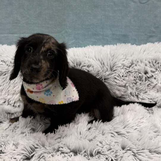 Dachshund-DOG-Female-Black / Tan-10422-Petland Pensacola, Florida