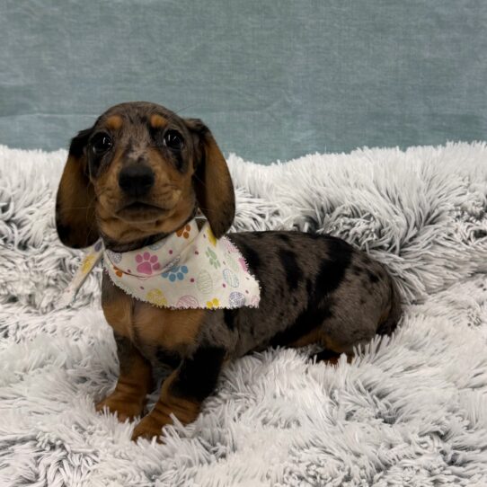 Dachshund-DOG-Female-Black / Tan-10420-Petland Pensacola, Florida