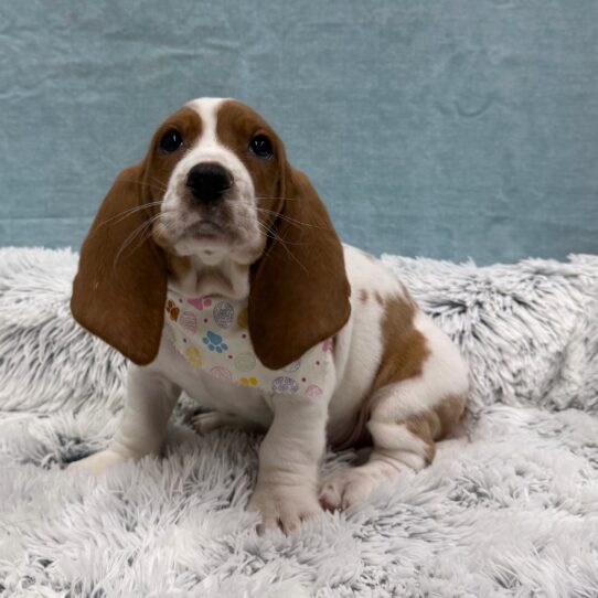 Basset Hound-DOG-Male-Red / White-10417-Petland Pensacola, Florida