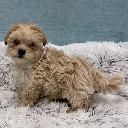 Maltipoo-DOG-Female-Apricot-10421-Petland Pensacola, Florida