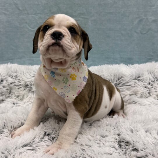 Victorian Bulldog-DOG-Female-Fawn / White-10418-Petland Pensacola, Florida