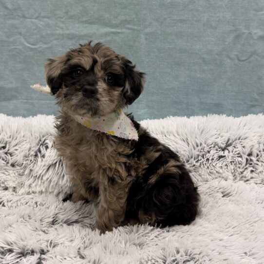 Aussiedoodle-DOG-Female-Blue Merle-10419-Petland Pensacola, Florida