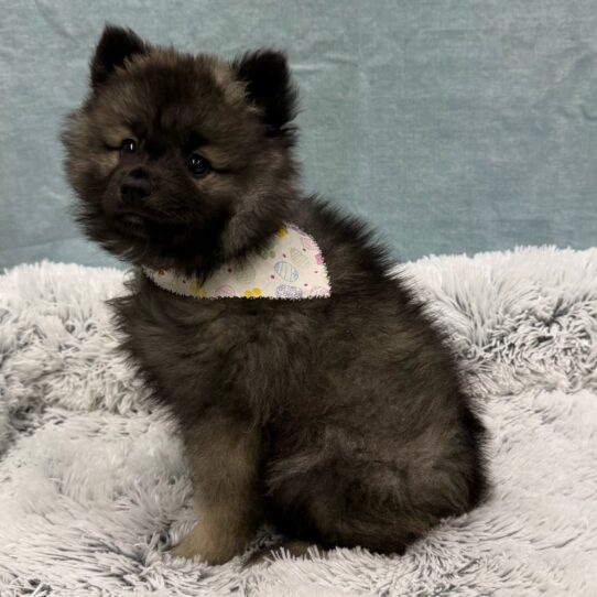 Keeshond-DOG-Female-Grey Silver and Black-10412-Petland Pensacola, Florida