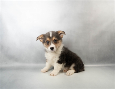 Pembroke Welsh Corgi-DOG-Female-Blue and White-10434-Petland Pensacola, Florida