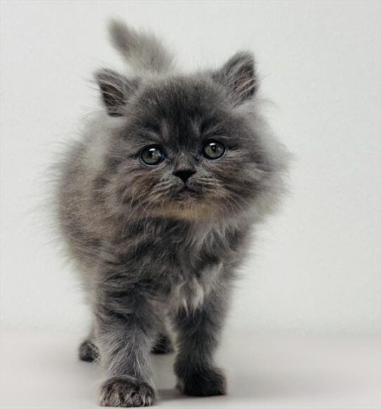 Persian-KITTEN-Female-Blue-10439-Petland Pensacola, Florida