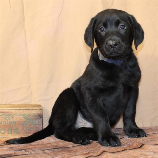 Labrador Retriever-DOG-Male-Black-10441-Petland Pensacola, Florida