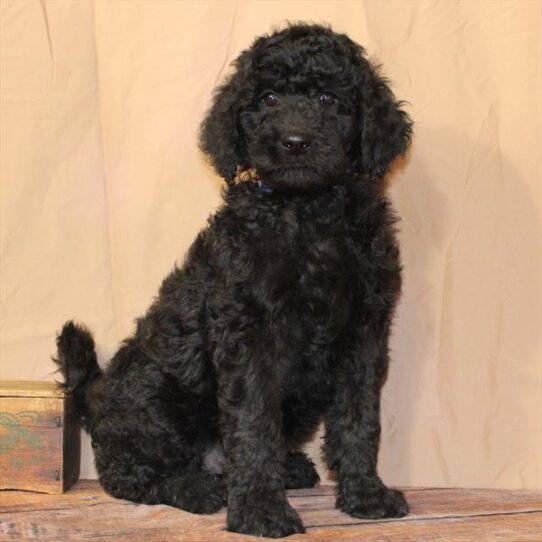 Goldendoodle 2nd  Gen-DOG-Male-Black-10442-Petland Pensacola, Florida
