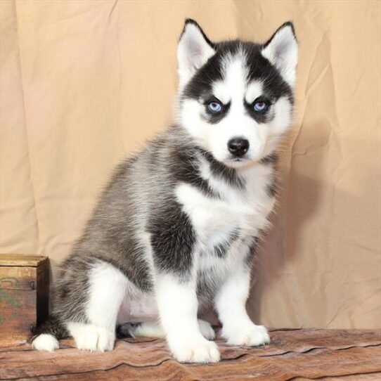Siberian Husky-DOG-Female-Black / White-10444-Petland Pensacola, Florida