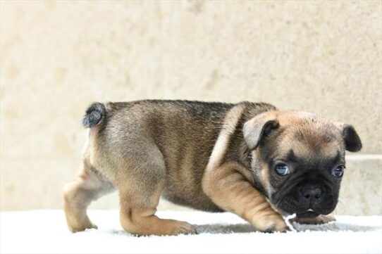 French Bulldog-DOG-Female-Fawn-10446-Petland Pensacola, Florida