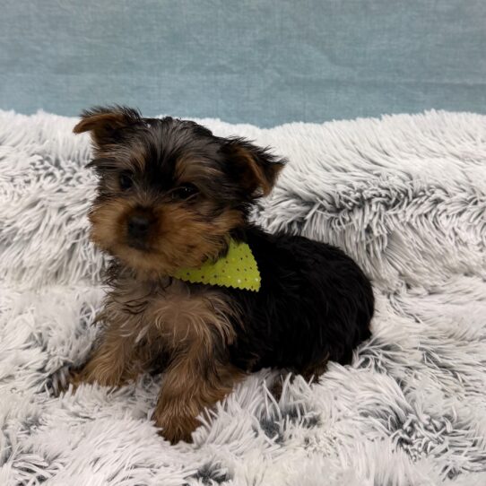 Yorkshire Terrier-DOG-Male-Black and Tan-10469-Petland Pensacola, Florida