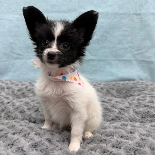 Papillon-DOG-Female-Black / White-10482-Petland Pensacola, Florida