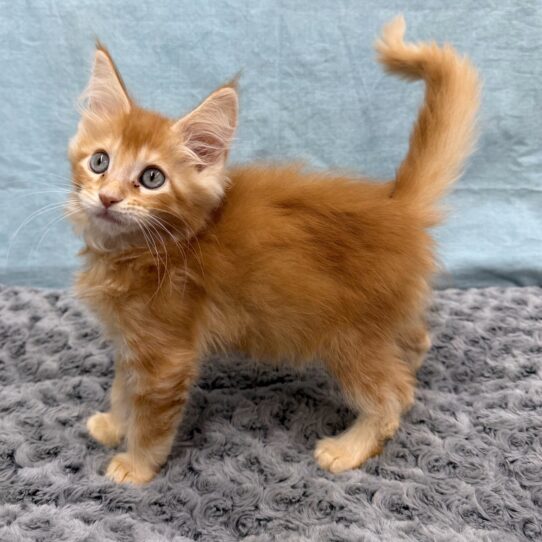 Maine Coon-KITTEN-Male-Red Classic Tabby-10476-Petland Pensacola, Florida