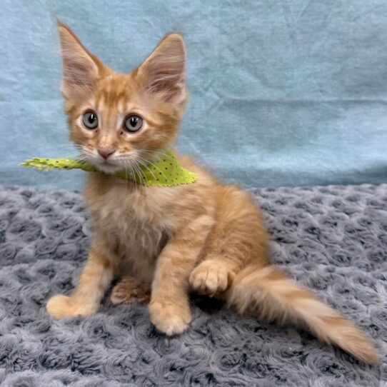Maine Coon-KITTEN-Male-Red Classic Tabby-10475-Petland Pensacola, Florida