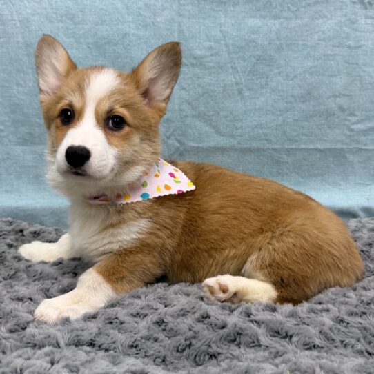 Pembroke Welsh Corgi-DOG-Female-Red-10478-Petland Pensacola, Florida