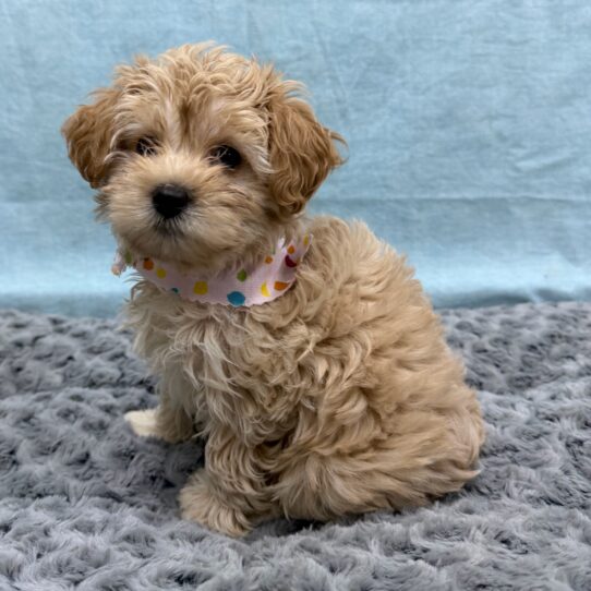 Poodle-DOG-Female-Apricot-10480-Petland Pensacola, Florida