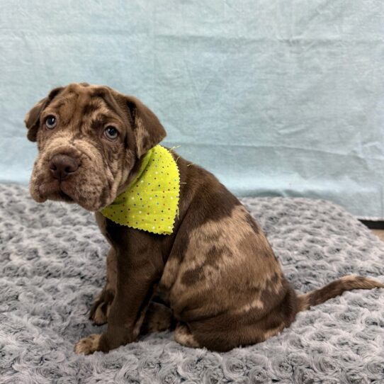 Mini Hippo-DOG-Male-Chocolate Merle-10481-Petland Pensacola, Florida