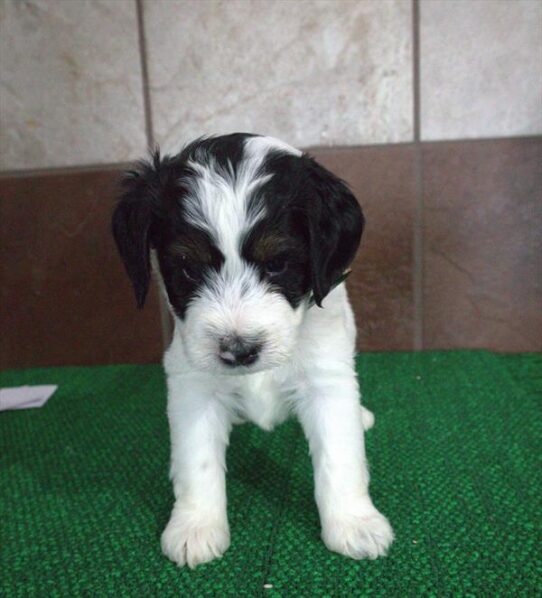 Mini Poodle-Bernedoodle-DOG-Male-White-10491-Petland Pensacola, Florida
