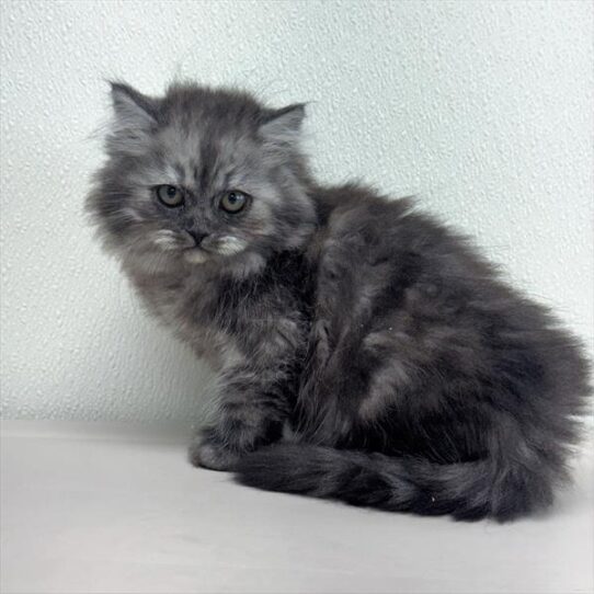 Persian-KITTEN-Male-Blue Shaded Silver-10509-Petland Pensacola, Florida