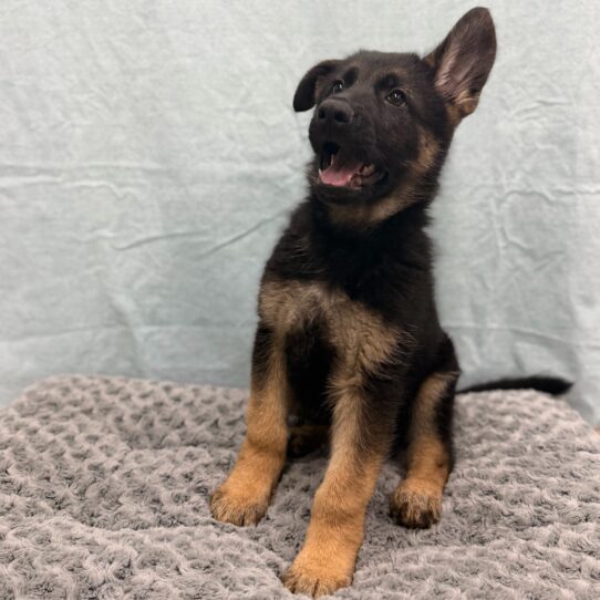 German Shepherd-DOG-Male-Black / Tan-10512-Petland Pensacola, Florida