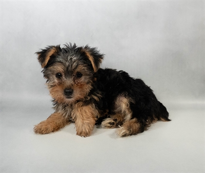 Yorkshire Terrier-DOG-Female-Black and Tan-10328-Petland Pensacola, Florida