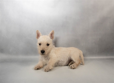 Scottish Terrier-DOG-Female-Wheaten-10353-Petland Pensacola, Florida