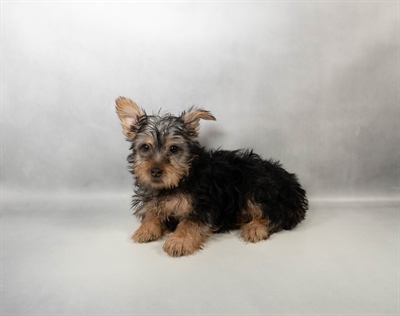 Silky Terrier-DOG-Male-Black and Tan-10358-Petland Pensacola, Florida