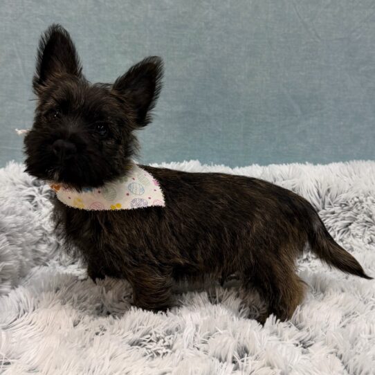 Cairn Terrier-DOG-Male-Brindle-10393-Petland Pensacola, Florida