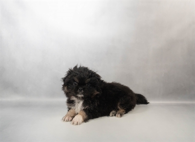 Pekingese-DOG-Male-Black and Tan-10411-Petland Pensacola, Florida