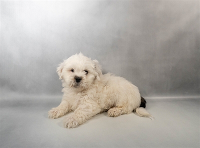 Lhasa Apso-DOG-Male-White and Brindle-10433-Petland Pensacola, Florida