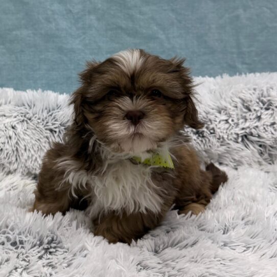 Shih Tzu-DOG-Male-Liver and White-10435-Petland Pensacola, Florida