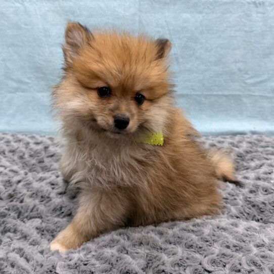 Pomeranian-DOG-Male-Orange Sable-10467-Petland Pensacola, Florida