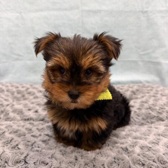 Yorkshire Terrier-DOG-Male-Black and Tan-10468-Petland Pensacola, Florida