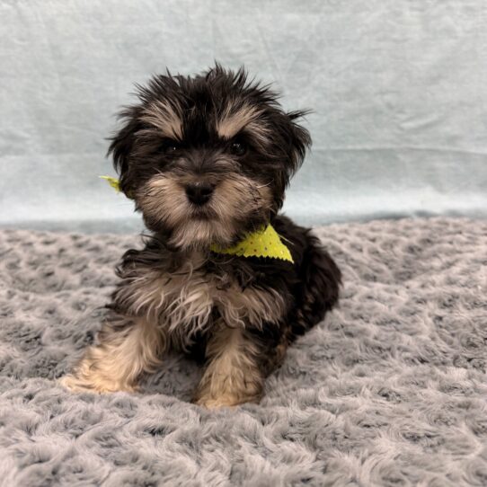 Havanese-DOG-Male-Black and Tan-10466-Petland Pensacola, Florida