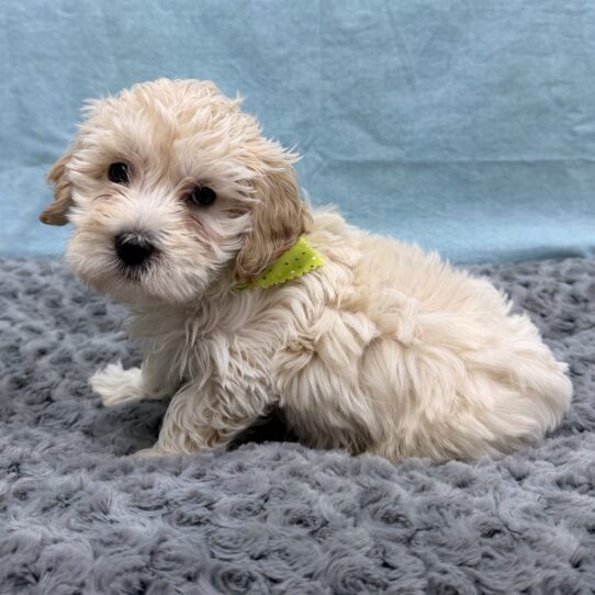 Poodle-DOG-Male-Apricot-10479-Petland Pensacola, Florida