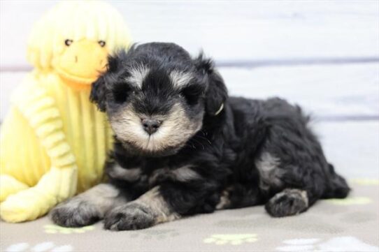 Miniature Schnauzer-DOG-Male-Black-10489-Petland Pensacola, Florida