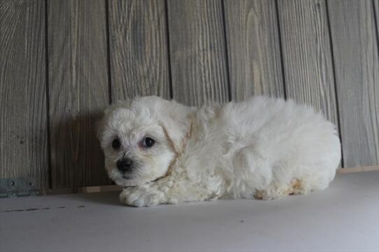 Bichon Frise-DOG-Male-White-10492-Petland Pensacola, Florida