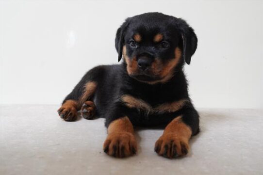 Rottweiler-DOG-Male-Black / Tan-10494-Petland Pensacola, Florida