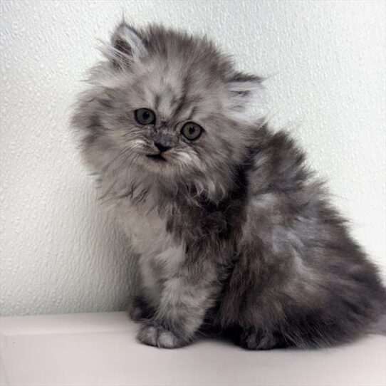 Persian-KITTEN-Female-Blue Shaded Silver-10510-Petland Pensacola, Florida